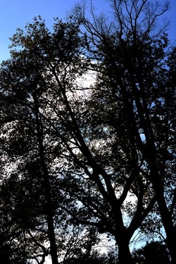 VENEZIA Giardini della Biennale di Arch. Cont.. Fotografie di Giulio Azzarello ©2022.