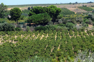 GORGHI TONDI oasi di vigneti e piante Mazzara del Vallo in Sicilia. Foto di Giulio Azzarello ©2016. GORGHI TONDI oasi di vigneti e piante Mazzara del Vallo in Sicilia. Foto di Giulio Azzarello ©2016.