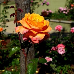 ROSETO. Fotografie di Giulio Azzarello &copy;2022.