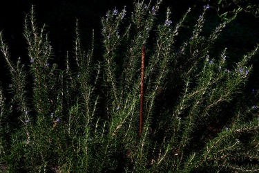 GIARDINO SICILIANO fotografie di Giulio Azzarello &copy;2020.