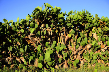 ISOLA DI USTICA la natura. Fotografie di Giulio Azzarello &copy;2016.