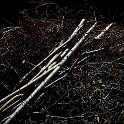 RAMI E ROVI. Fotografie di Giulio Azzarello ©2023. RAMI E ROVI. Fotografie di Giulio Azzarello ©2023.