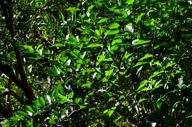 AGRUMETO SICILIANO in autunno. Fotografie di Giulio Azzarello &copy;2014.