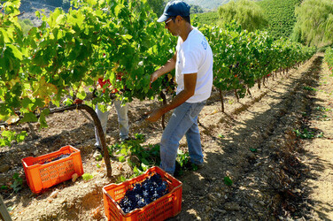 VENDEMMIA a S.Cristina Gela i coltivatori. Fotografie di Giulio Azzarello ©2016. VENDEMMIA a S.Cristina Gela i coltivatori. Fotografie di Giulio Azzarello ©2016.