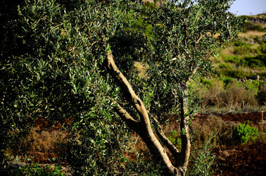 ISOLA DI USTICA la natura. Fotografie di Giulio Azzarello &copy;2016.