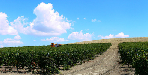 VIGNETO tipico siciliano a Salemi panoramiche e particolari. Fotografie di Giulio Azzarello &copy;2014.