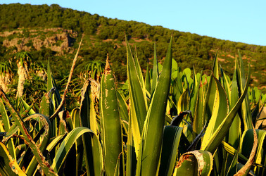 ISOLA DI USTICA la natura. Fotografie di Giulio Azzarello &copy;2016.