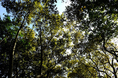 GIARDINI della BIENNALE a Venezia. Foto di Giulio Azzarello &copy;2015 2016.
