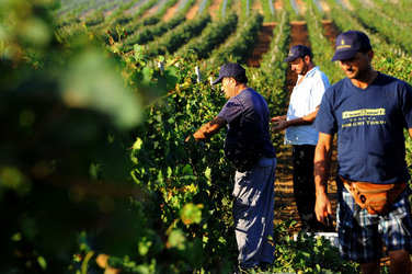 VENDEMMIA a Mazzara del Vallo in Sicilia con i contadini. Fotografie di Giulio Azzarello ©2016. VENDEMMIA a Mazzara del Vallo in Sicilia con i contadini. Fotografie di Giulio Azzarello ©2016.