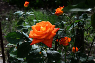 NATURA tipiche rose selvatiche di un giardino siciliano in estate. Fotografie di Giulio Azzarello &copy;2014.
