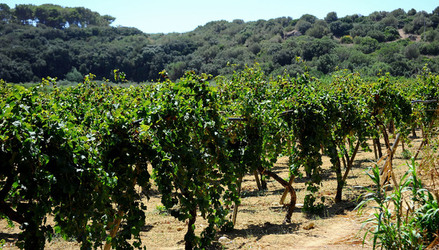 GORGHI TONDI oasi di vigneti e piante Mazzara del Vallo in Sicilia. Foto di Giulio Azzarello ©2016. GORGHI TONDI oasi di vigneti e piante Mazzara del Vallo in Sicilia. Foto di Giulio Azzarello ©2016.