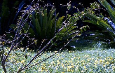 ORTO BOTANICO di Palermo. Fotografie di Giulio Azzarello ©2021.