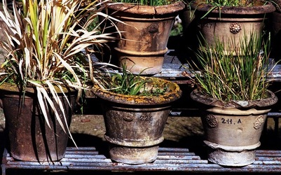 ORTO BOTANICO di Palermo. Fotografie di Giulio Azzarello ©2021.