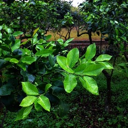 AUTUNNO fotografie di Giulio Azzarello ©2021. AUTUNNO fotografie di Giulio Azzarello ©2021.