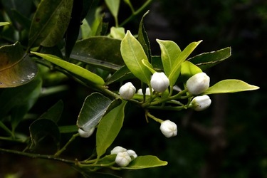 ZAGARA. Fotografie di Giulio Azzarello ©2022. ZAGARA. Fotografie di Giulio Azzarello ©2022.