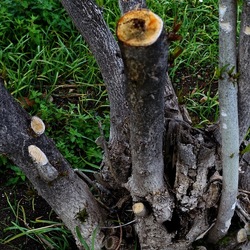 TRONCHI. Fotografie di Giulio Azzarello ©2022.