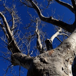 ALBERI. Fotografie di Giulio Azzarello &copy;2024.