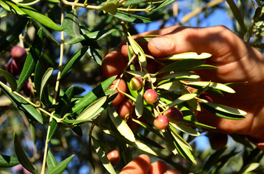 ULIVETO in autunno. Fotografie di Giulio Azzarello ©2014. ULIVETO in autunno. Fotografie di Giulio Azzarello ©2014.