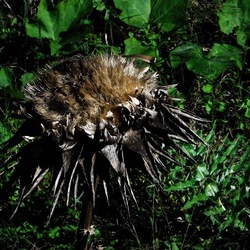 ORTO BOTANICO di PALERMO. Fotografie di Giulio Azzarello ©2019.
