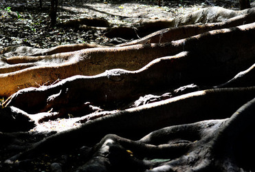 ORTO BOTANICO di Palermo in inverno. Fotografie di Giulio Azzarello &copy;2016.