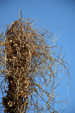 GRANDE NIDO spontaneo in campagna. Fotografie di Giulio Azzarello &copy;2014.