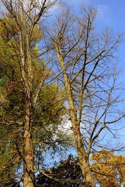VENEZIA Giardini della Biennale di Arch. Cont.. Fotografie di Giulio Azzarello ©2022.