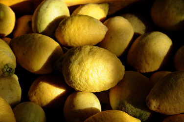 LIMONI di Sicilia coltivati in modo biologico. Fotografie di Giulio Azzarello &copy;2014.