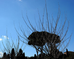 LE TERME DI CARACALLA a Roma visioni panoramiche o particolari. Fotografie di Giulio Azzarello &copy;2014.