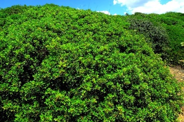 SELINUNTE sito archeologico. Fotografie di Giulio Azzarello ©2018. SELINUNTE sito archeologico. Fotografie di Giulio Azzarello ©2018.