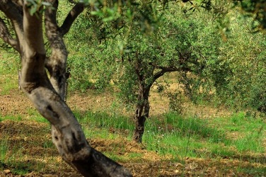 FRANTOIO GULLO ad Aliminusa in Sicilia. Fotografie di Giulio Azzarello &copy;2018.