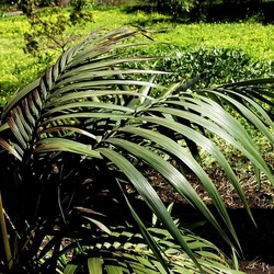 ORTO BOTANICO DI PALERMO. Fotografie di Giulio Azzarello ©2022. ORTO BOTANICO DI PALERMO. Fotografie di Giulio Azzarello ©2022.