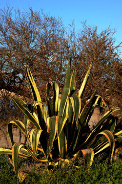 AGAVE selvatica sul mare in Sicilia a Cefalù. Fotografie di Giulio Azzarello ©2014. AGAVE selvatica sul mare in Sicilia a Cefalù. Fotografie di Giulio Azzarello ©2014.