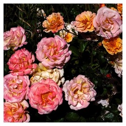 ROSE fotografie di Giulio Azzarello ©2019. ROSE fotografie di Giulio Azzarello ©2019.