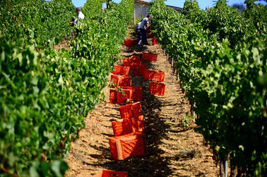 VENDEMMIA a S.Cristina Gela i coltivatori. Fotografie di Giulio Azzarello ©2016. VENDEMMIA a S.Cristina Gela i coltivatori. Fotografie di Giulio Azzarello ©2016.