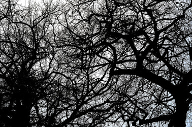 ORTO BOTANICO di Palermo in inverno. Fotografie di Giulio Azzarello &copy;2016.