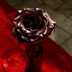 NATURE MORTE. Fotografie di Giulio Azzarello ©2024. NATURE MORTE. Fotografie di Giulio Azzarello ©2024.