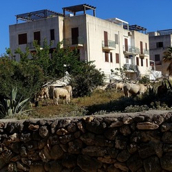 BESTIE. Fotografie di Giulio Azzarello ©2022. BESTIE. Fotografie di Giulio Azzarello ©2022.