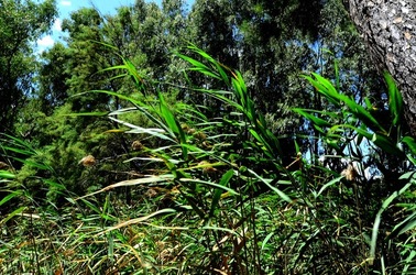 SELINUNTE sito archeologico. Fotografie di Giulio Azzarello ©2018. SELINUNTE sito archeologico. Fotografie di Giulio Azzarello ©2018.