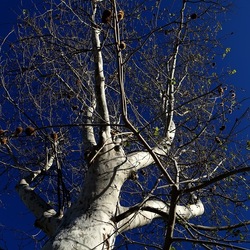ALBERI. Fotografie di Giulio Azzarello &copy;2024.
