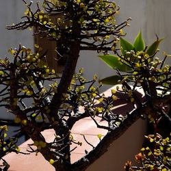 BONSAI. Fotografie di Giulio Azzarello &copy;2022.