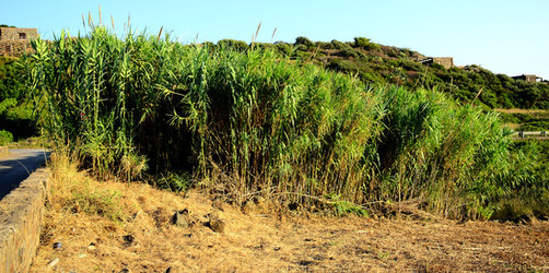 ISOLA DI USTICA la natura. Fotografie di Giulio Azzarello &copy;2016.