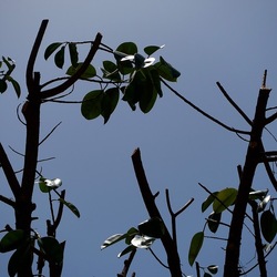 RAMI. Fotografie di Giulio Azzarello &copy;2022.