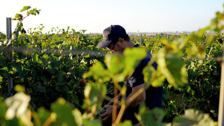 VENDEMMIA a Mazzara del Vallo in Sicilia con i contadini. Fotografie di Giulio Azzarello ©2016. VENDEMMIA a Mazzara del Vallo in Sicilia con i contadini. Fotografie di Giulio Azzarello ©2016.