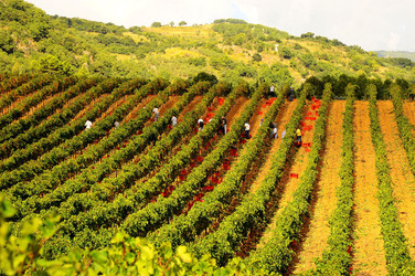 VENDEMMIA di AUTUNNO a S.Cristina Gela in Sicilia. Fotografie di Giulio Azzarello &copy;2016.