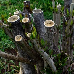 TRONCHI. Fotografie di Giulio Azzarello ©2022.