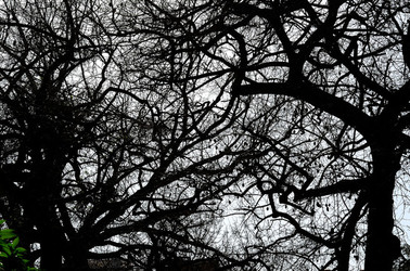 ORTO BOTANICO di Palermo in inverno. Fotografie di Giulio Azzarello &copy;2016.