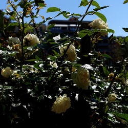ROSETO. Fotografie di Giulio Azzarello &copy;2022.