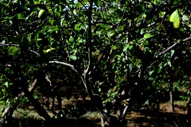 GIARDINO SICILIANO fotografie di Giulio Azzarello &copy;2020.