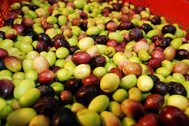 TIPICO FRANTOIO fotografie di Giulio Azzarello ©2014. TIPICO FRANTOIO fotografie di Giulio Azzarello ©2014.