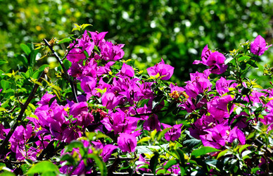 NATURA Violette siciliane in un tipico giardino in estate. Fotografie di Giulio Azzarello &copy;2014.